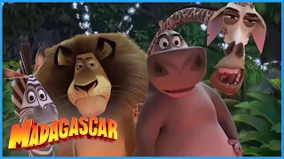 DreamWorks Madagascar | This is Your King | Madagascar Movie Clip