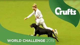 Eukanuba World Challenge Finals Opening Parade | Crufts 2019