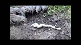 MONGOOSE ATTACK PUFF ADDER!!!!!