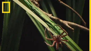 Ce phasme est capable de repousser une araignée géante