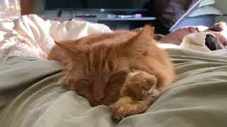 Meowing In His Sleep