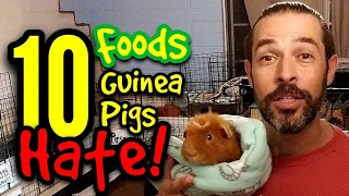 10 Foods Guinea Pigs Hate!