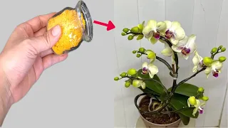 Orchids bloom immediately and bloom all year round! Just a spoonful of turmeric powder!