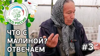 #3 ЧТО С МАЛИНОЙ??? Малина не успевает созревать.