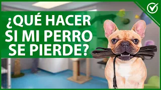 🐶 ¿Qué Hacer si mi Perro se Pierde? ¿Cómo Buscar y Encontrar un Perro Perdido? 🐶🔎