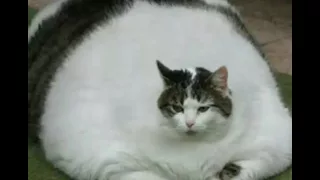 Песня жирный кот