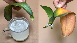 How Miraculous It Makes An Orchid Leaf Like This Still Revive Instantly