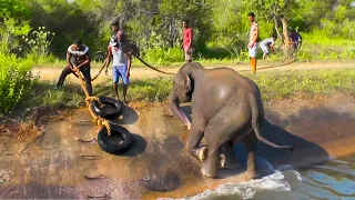 Stuck in a Deep canal & an elephant fighting for survival. will he survive?