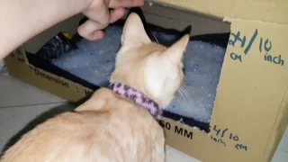 🐱😍Best  DIY Cat Litter Box!!!😍🐱