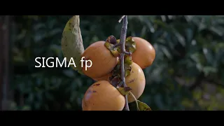 kaki fruit/SIGMA fp with LiDAR AUTOFOCUS SYSTEM  /PDMOVIE LIVE AIR 3 SMART