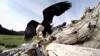 Орел украл камеру GoPro