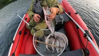 БЕЗУМНЫЙ КЛЁВ ГОРБУШИ / CRAZY PINK SALMON BITE