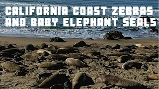 Big Sur Zebras and Elephant Seals