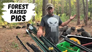 How We Raise Pigs in the Woods | Forest Raised Pork