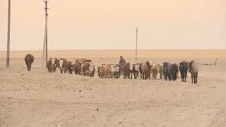 Предприниматель пытается спасти село в Актюбинской области