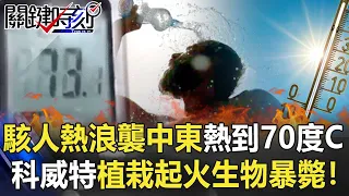 駭人熱浪襲中東熱到70度C… 科威特植栽起火生物暴斃人造豪雨降溫！【關鍵時刻】20210719-3 劉寶傑 李正皓