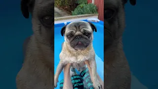 SAVE ME 🙏 It’s Pug Swimming Time with Pangpang 🐶 #shorts #shortswithcamilla