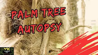 Palm tree autopsy