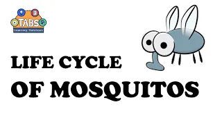 Life Cycle of Mosquitos