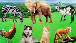 Relaxing Animal Sounds - Elephants, Zebras, Dogs, Cats, Monkeys, Chickens - Animal World