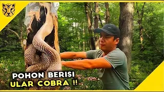 Bongkar Sarang Ular King Cobra  di Dalam Pohon! Inilah 10 Kemunculan Ular di Tempat yang Tak Terduga