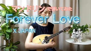 『Forever Love／X JAPAN』をマンドリンで弾いてみた　歌詞付き　mandolin cover