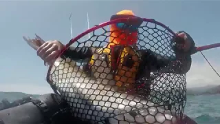 BIG Snapper and Kingfish from my kayak ! NZ Kayak Fishing