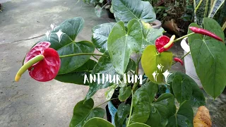 Anthurium care /এই উদ্ভিদ জোপা ৰ প্ৰকৃতি,প্ৰতিস্থাপন আৰু পৰিচৰ্যা