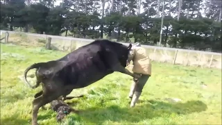 Mother Cow Protects Baby Calf, Attacks Dairy Farmer