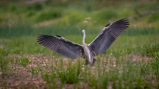 Фотоохота авагуст 2022 Wildlife 08 2022