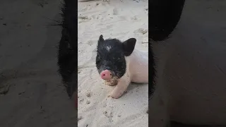 Piglets at Siam Beach in Koh Kood, Thailand #piglet #kohkood #thailand