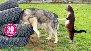 New Funny Animal Videos 2024 😂 Funniest Cats and Dogs 🐶 Part 11 😻 Pets Awesome