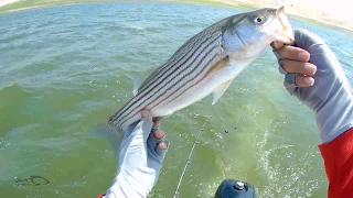 Fishing The Summer Striper Bite At San Luis Reservoir