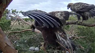 Kaljukotkas~Change of incubation Helju flew off~10:46 AM 2022/03/28