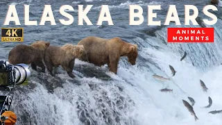 Grizzly Bears Catching Salmon - Amazing Animal Moments - Wild Life Nature Documentary Full HD 1080p