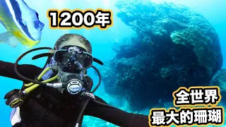 1,200 Years Old Coral, Green Island Diving Trip | Taiwan