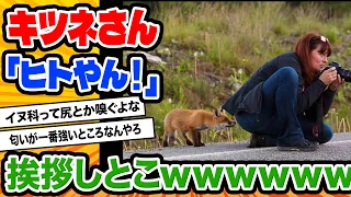 【2ch動物スレ】キツネ「なんやこれ？」「ワイにも見せろ」