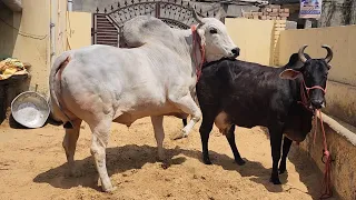 👍UNIQUE COLOUR##LAKHI COW👌TODAY PREGNANT BY RUDRANATH##MAHARAJ JI 🙏