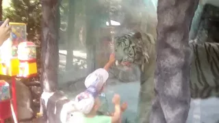 Бенгальский тигр Сафари парк, город Краснодар