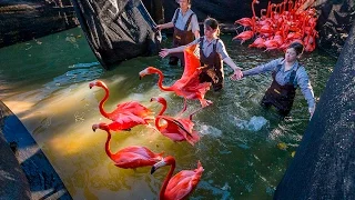 Keeping Flamingos In The Pink