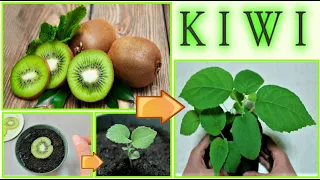 kiwi seedling at no cost from the waste of the fruit