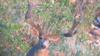 2021 Henry Mountains Velvet Mule Deer