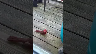 This male cardinal hit our window. See description for more