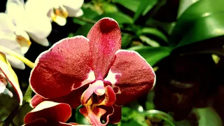 Orchids! Шикарное цветение моих орхидей! Весна!