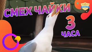 Смех чайки 3 ЧАСА