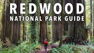 Redwood National Park: 8 MOST AWE-INSPIRING Things To Do! (2024)