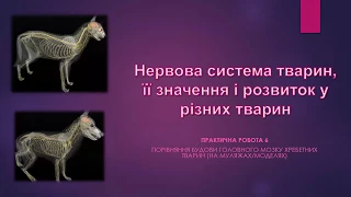 Нервова система тварин 7 клас Пилипчук С
