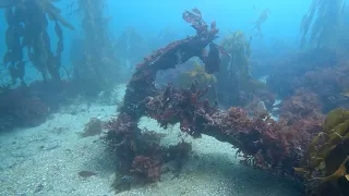 Kelp Forest Scuba Diving at Point Lobos, Monterey, California