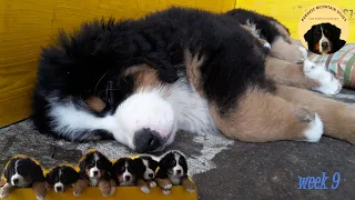 CUTE BERNESE MOUNTAIN DOG PUPPIES! Best of Masha's puppies WEEK 9 update