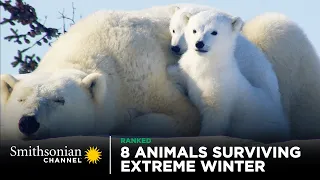 8 Animals Surviving Extreme Winter 🥶 Smithsonian Channel